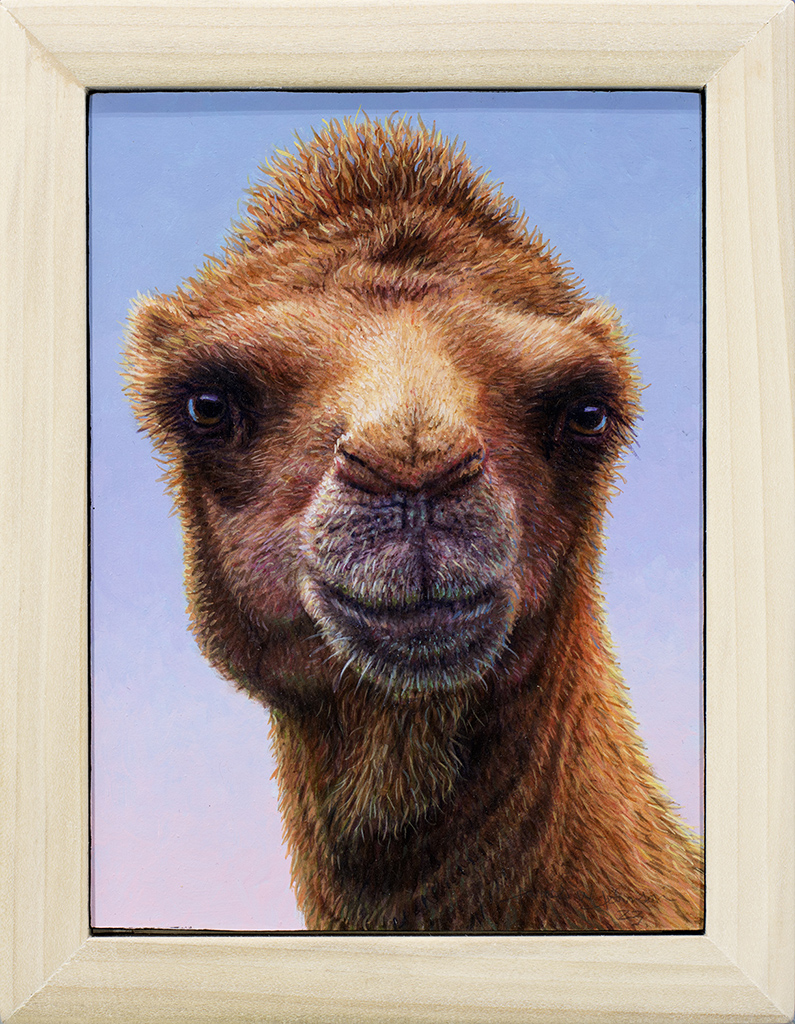 Portrait of a Camel
